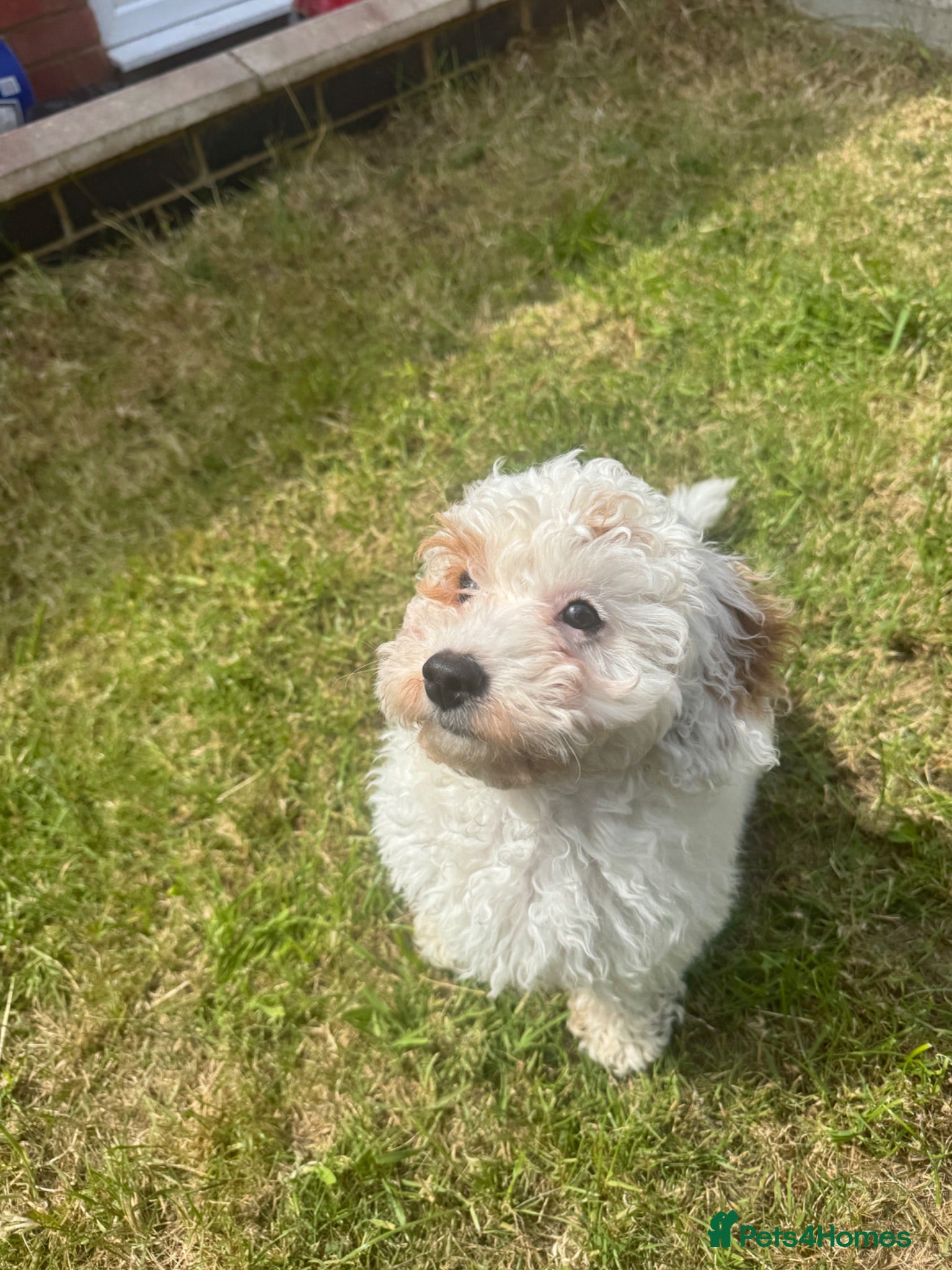 Maltipoo dogs Gorgeous Female Maltipoo for sale - Advert 1