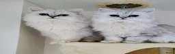 Persian cats for sale: URGENT REHOMING PERSIAN SILVER CHINCHILLA  - Advert 3