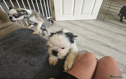 Mixed Breed dogs for sale: Shitzu cross pug - Image 1