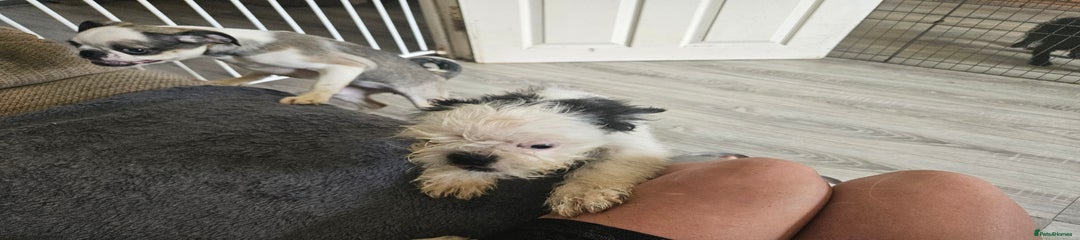 Mixed Breed Puppy 3