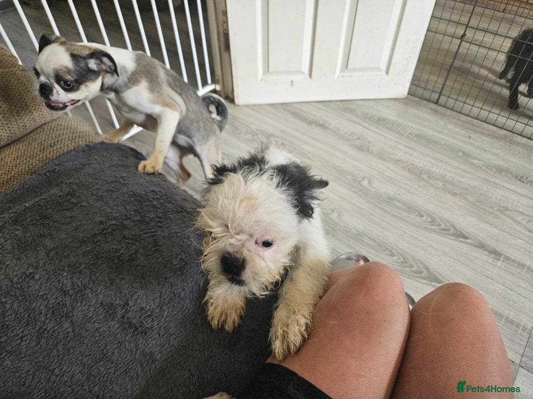 Mixed Breed dogs for sale: Shitzu cross pug - Image 1