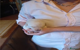 Labrador Retriever dogs for sale: Beautiful litter of labradors  - Image 6