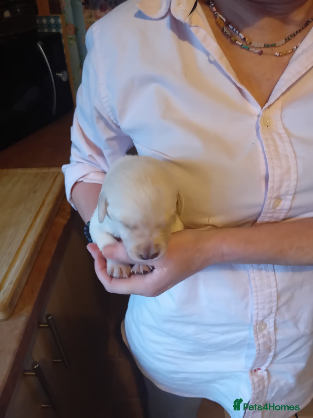 Labrador Retriever dogs for sale: Beautiful litter of labradors  - Image 6