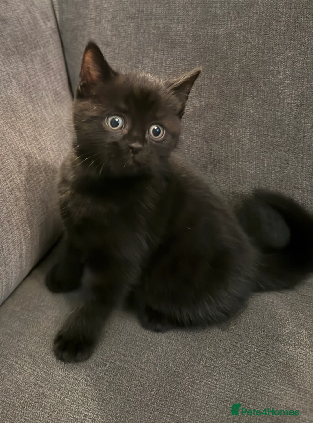 British Shorthair cats for sale: British shorthair kittens  - Advert 11