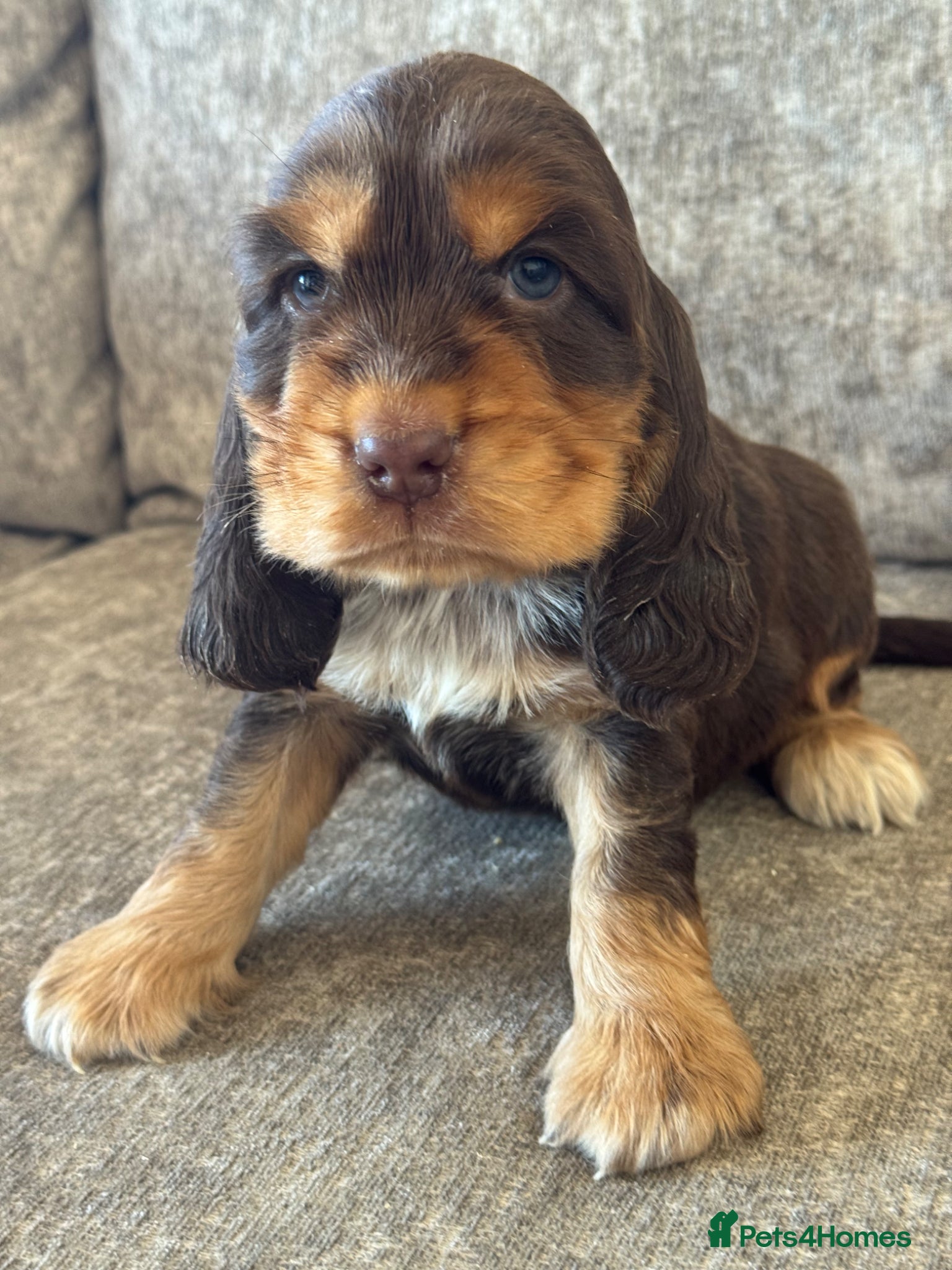 Cocker Spaniel dogs TRUE SHOWTYPE KC REGISTERED HEALTH TESTED - Advert 13