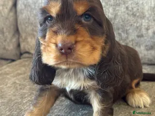 Cocker Spaniel dogs TRUE SHOWTYPE KC REGISTERED HEALTH TESTED - Advert 13