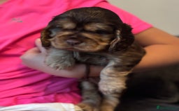 Cocker Spaniel dogs for sale: ✨ Show Cocker Spaniel pups ✨ - Image 20