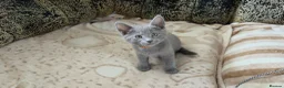 Russian Blue cats for sale: Ready Now TICA full pedigree RUSSIAN BLUE kittens  - Advert 8