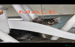 Mixed Breed cats for sale: 2 boys 2 girls kittens available 9 weeks - Image 9