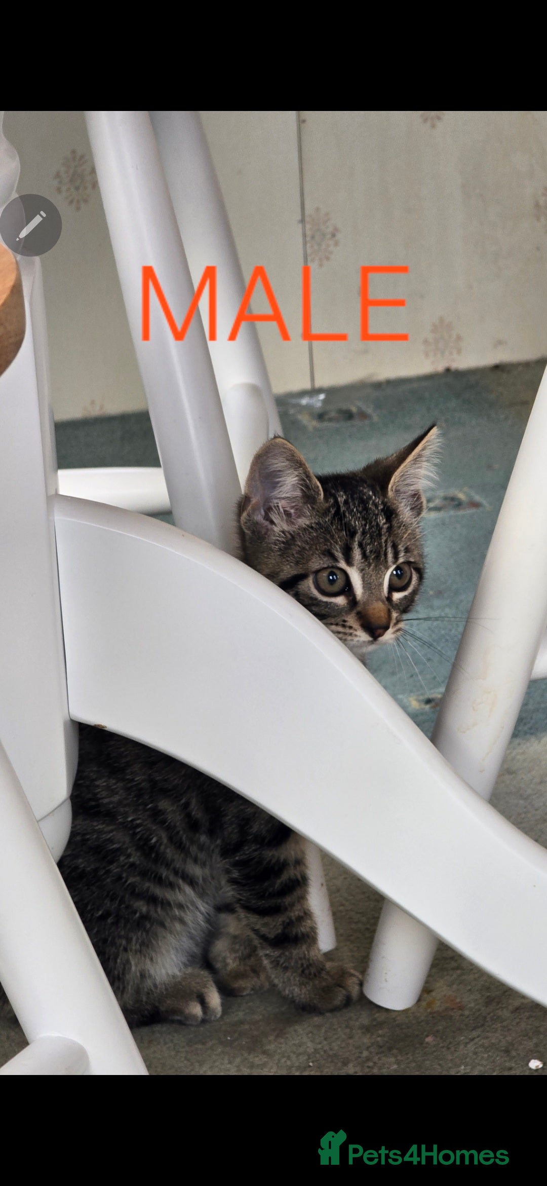 Mixed Breed cats for sale: 2 boys 2 girls kittens available 9 weeks - Image 9