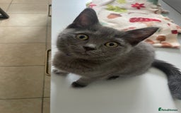 British Shorthair cats for sale: BSH x Ragdoll - Ready Now - Image 8