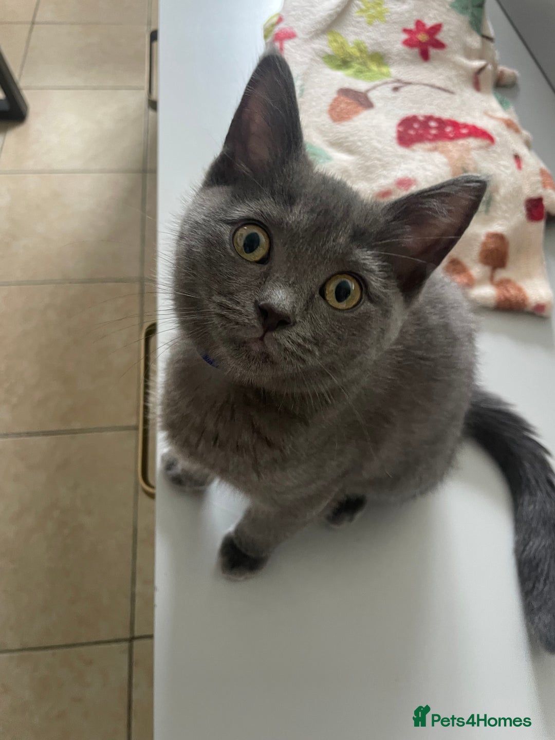 British Shorthair cats for sale: BSH x Ragdoll - Ready Now - Image 8