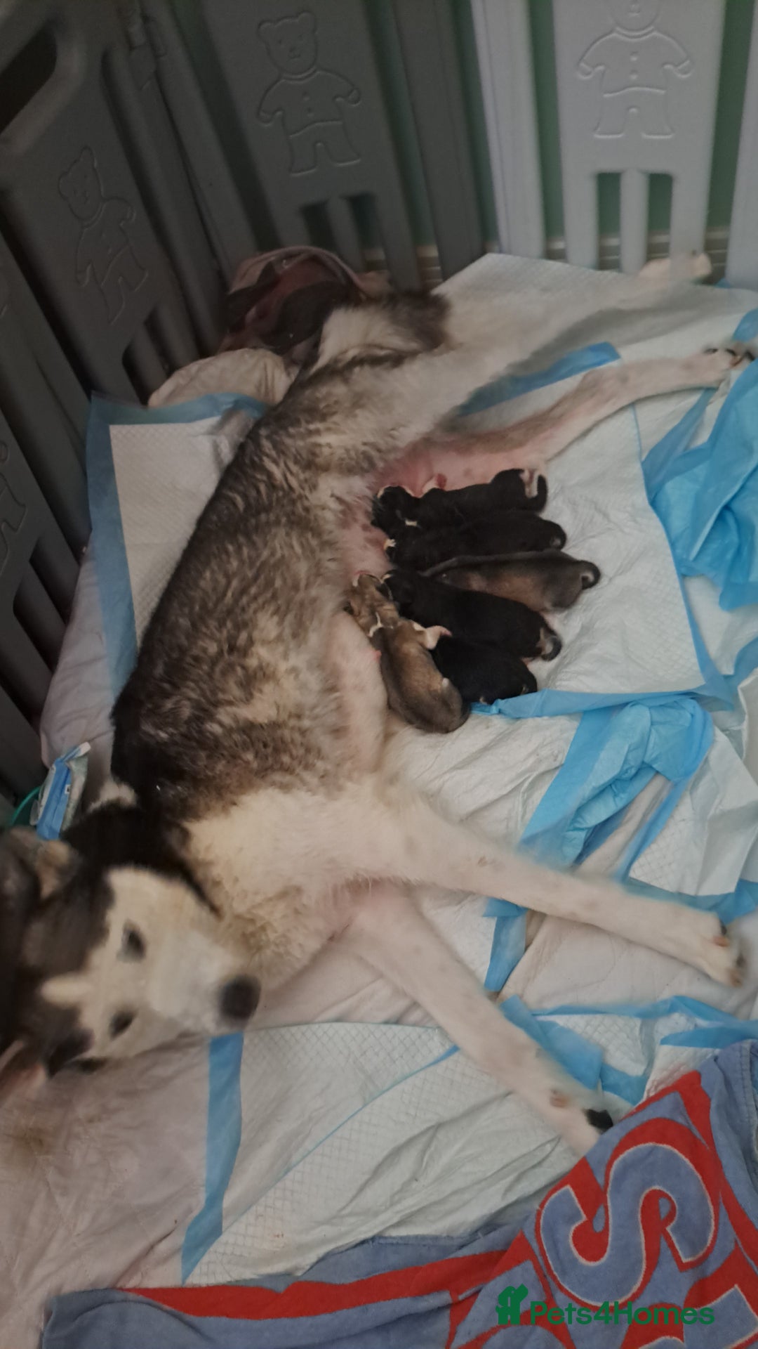 Siberian Husky dogs for sale: Six gorgeous husky pups - Image 3