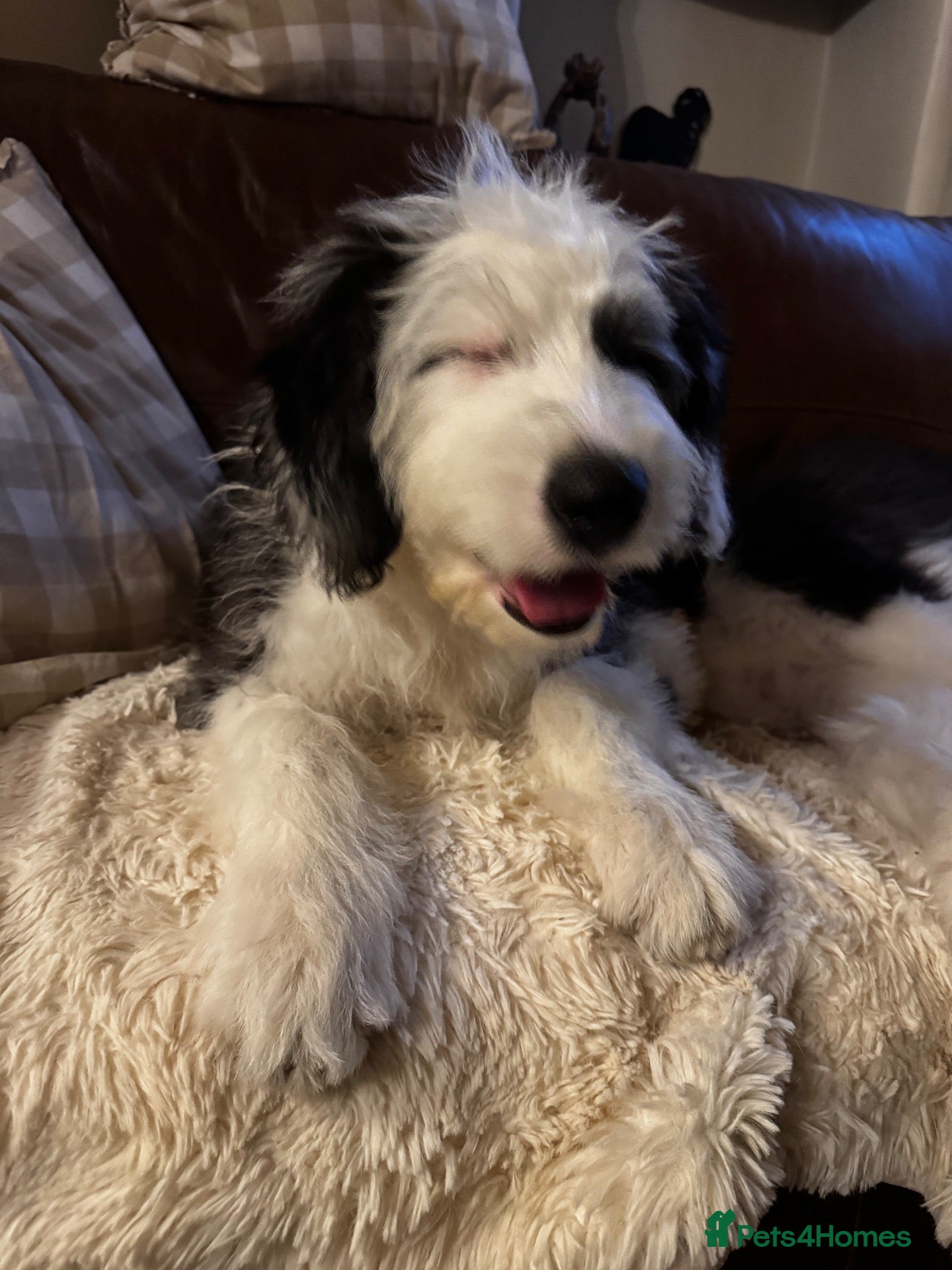 Old English Sheepdog dogs KC Registered Old English Sheepdog puppies - Advert 2