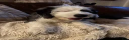 Old English Sheepdog dogs for sale: KC Registered Old English Sheepdog puppies - Advert 2
