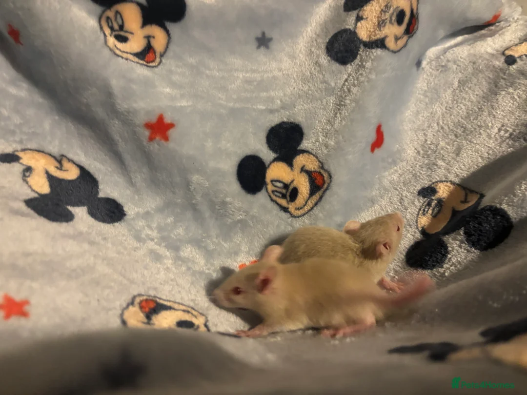 Rat rodents for sale: Gorgeous boys available now! - Advert 13