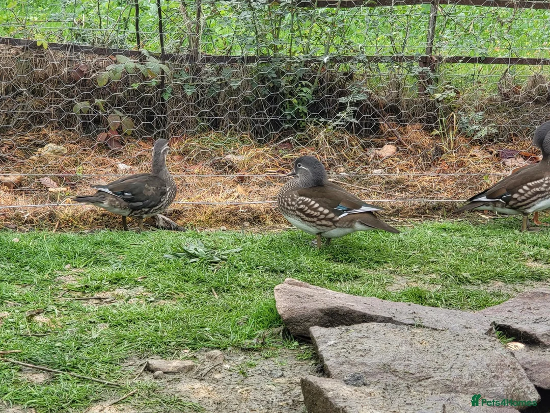 Ducks poultry for sale: Female Mandarins ducks in Shrewsbury - Advert 3