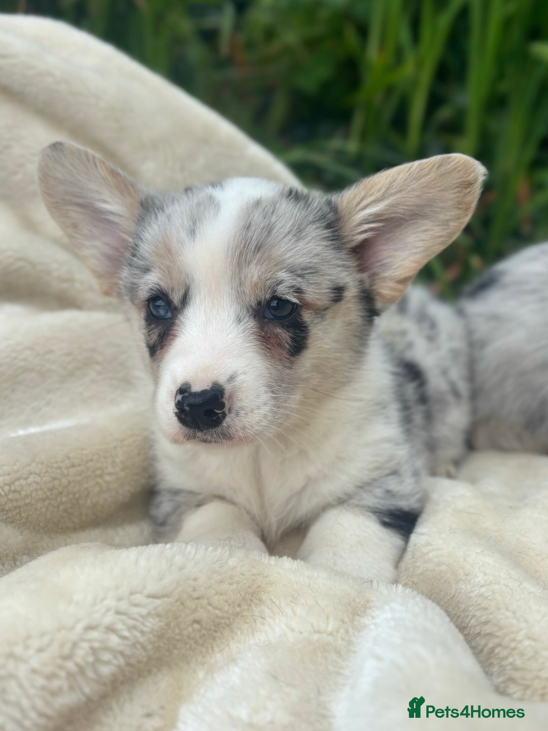 Welsh Corgi Cardigan dogs for sale: ⭐️Beautiful Cardiganshire Corgi Pups⭐️*1 LEFT* - Image 22