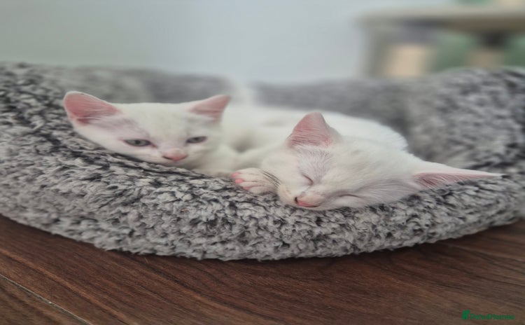 Mixed Breed cats - Advert 15