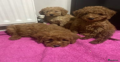 Cockapoo dogs Beautiful cockapoos - Advert 7