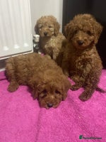 Cockapoo dogs Beautiful cockapoos - Advert 7