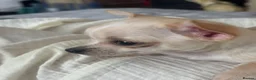 Chihuahua dogs for sale: Gorgeous Chihuahua Puppies  - Advert 6
