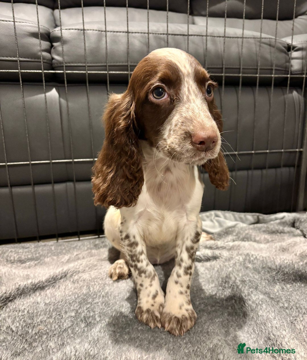 Cocker Spaniel dogs for sale: Cocker Spaniel Puppies Ready Now  - Advert 12