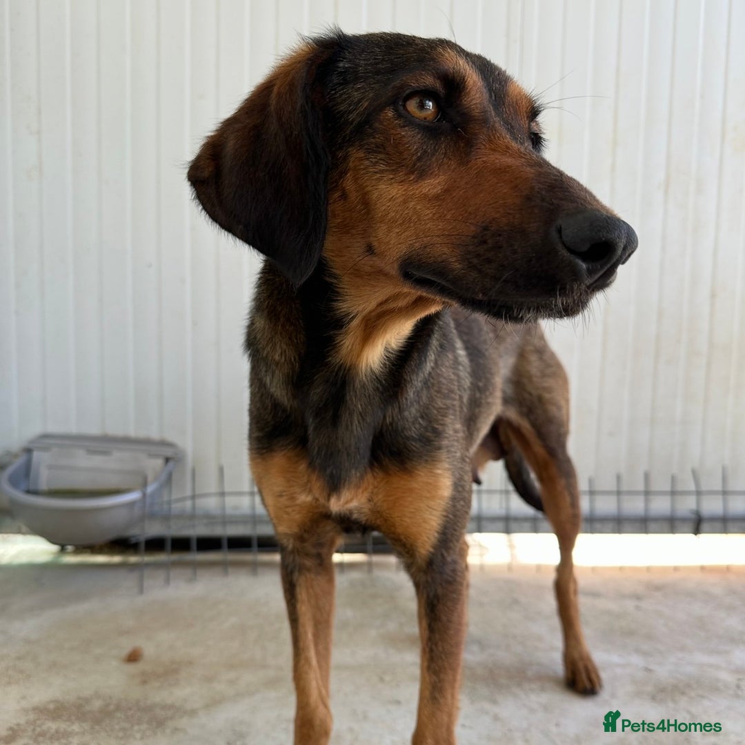 Mixed Breed dogs for adoption: Scout (Small Shepherd/Hound mix) - Image 12