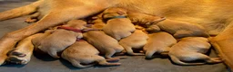 Labrador Retriever dogs for sale: Fox Red KC Reg labrador puppies PL14 - Advert 5