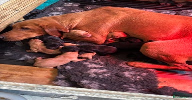 Labrador Retriever dogs - Advert 3