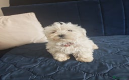 Bichon Frise dogs for sale: In search of a sweet home - Image 13