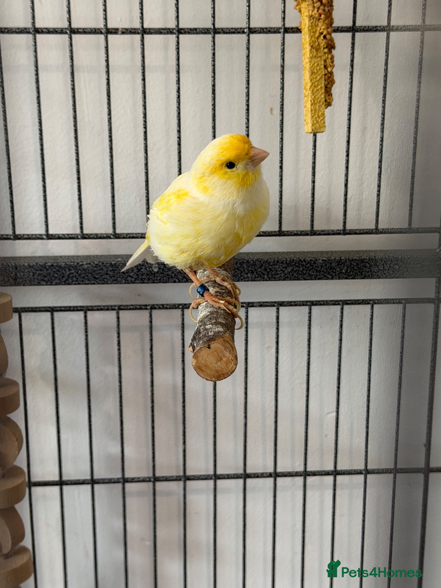 Canaries birds URGENT! 2 Male Canaries + Full Set up - Advert 1