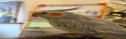 Cockatiels birds for sale: Kira and Pika locking for a loving new home  - Advert 4