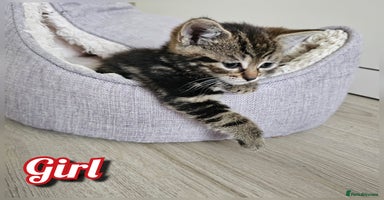Mixed Breed cats - Advert 10