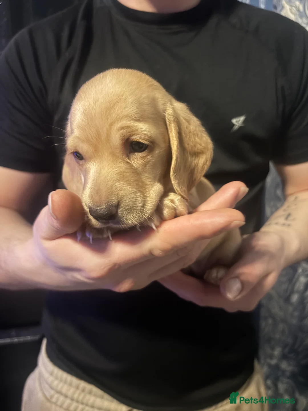 Miniature Dachshund dogs for sale: Ready now Beautiful miniature dachshunds  - Advert 10