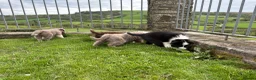 Border Collie dogs for sale: Rare Welsh Border Collie Puppies - Advert 11
