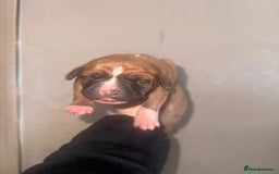 Mixed Breed dogs for sale: Belgian Malinois crosses - Image 1