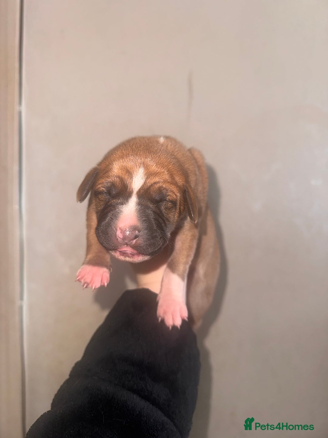 Mixed Breed dogs for sale: Belgian Malinois crosses - Image 1