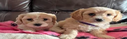 Cavachon dogs for sale: Cavachon puppies  - Advert 10