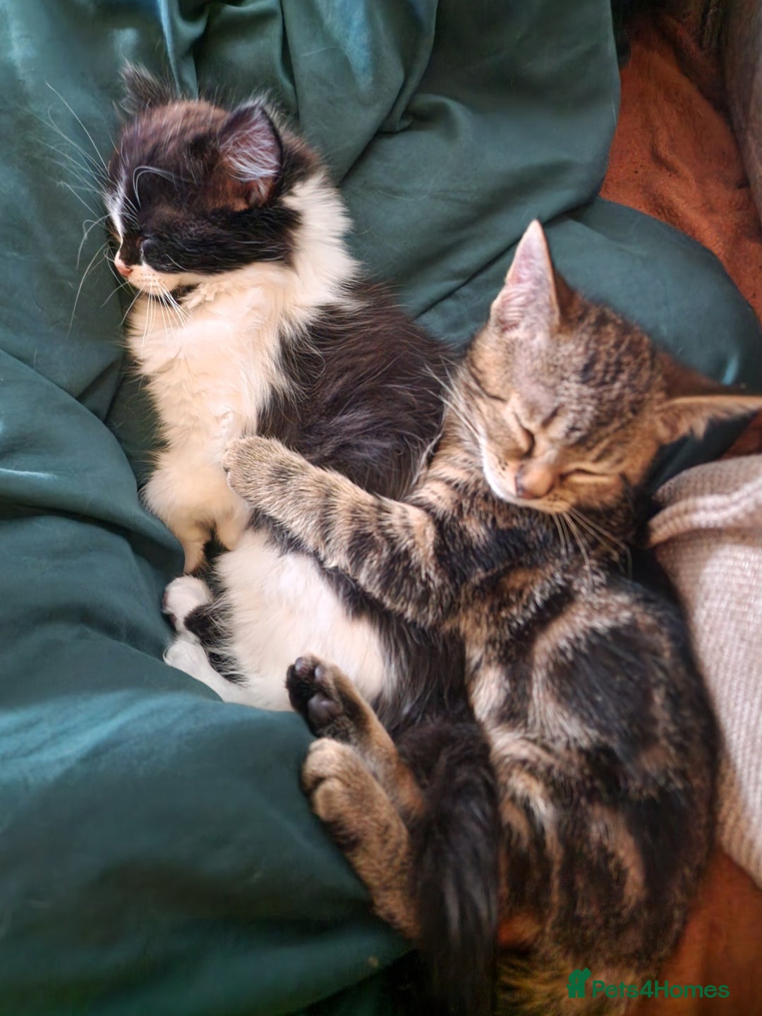 Ragdoll cats for sale: Tabby Ragdoll cross kitten - Advert 8