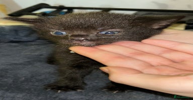 British Shorthair cats - Advert 7