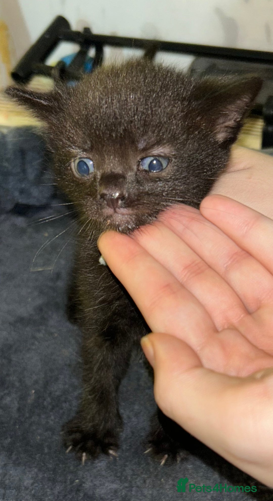 British Shorthair cats for sale: 3 beautiful kittens for sale - Image 3