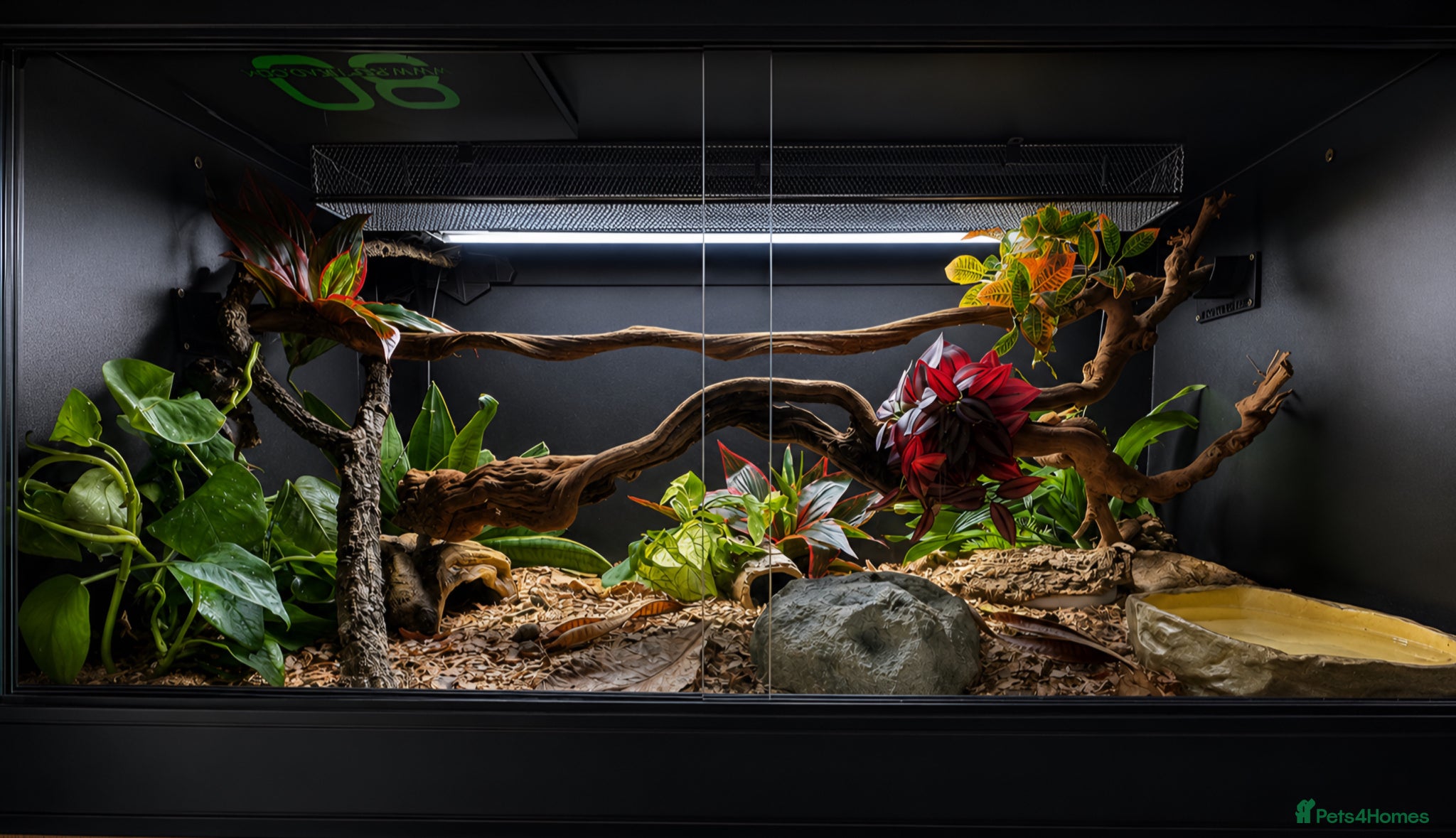 Python Snake reptiles 4x2x2 Bioactive Setup & Ivory Royal Python - Advert 1