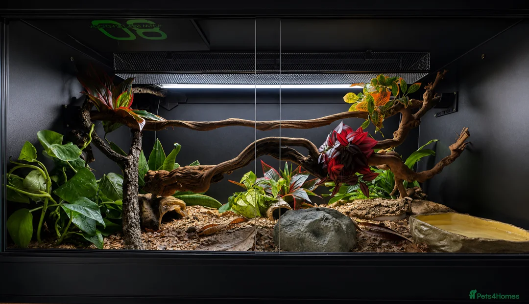 Python Snake reptiles for sale: 4x2x2 Bioactive Setup & Ivory Royal Python - Advert 1