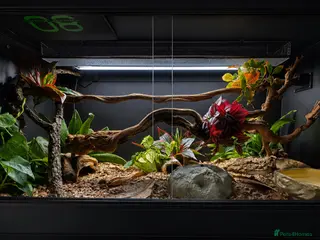 Python Snake reptiles 4x2x2 Bioactive Setup & Ivory Royal Python - Advert 1