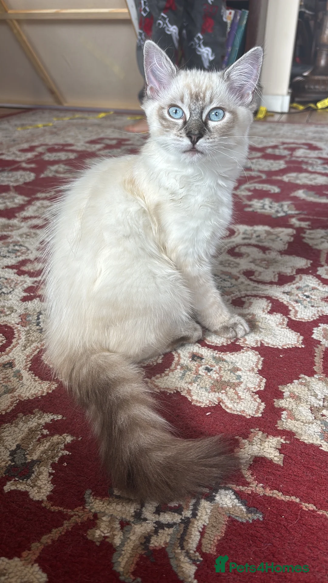 Ragdoll cats for sale: Ragdoll boy and girl - Advert 16