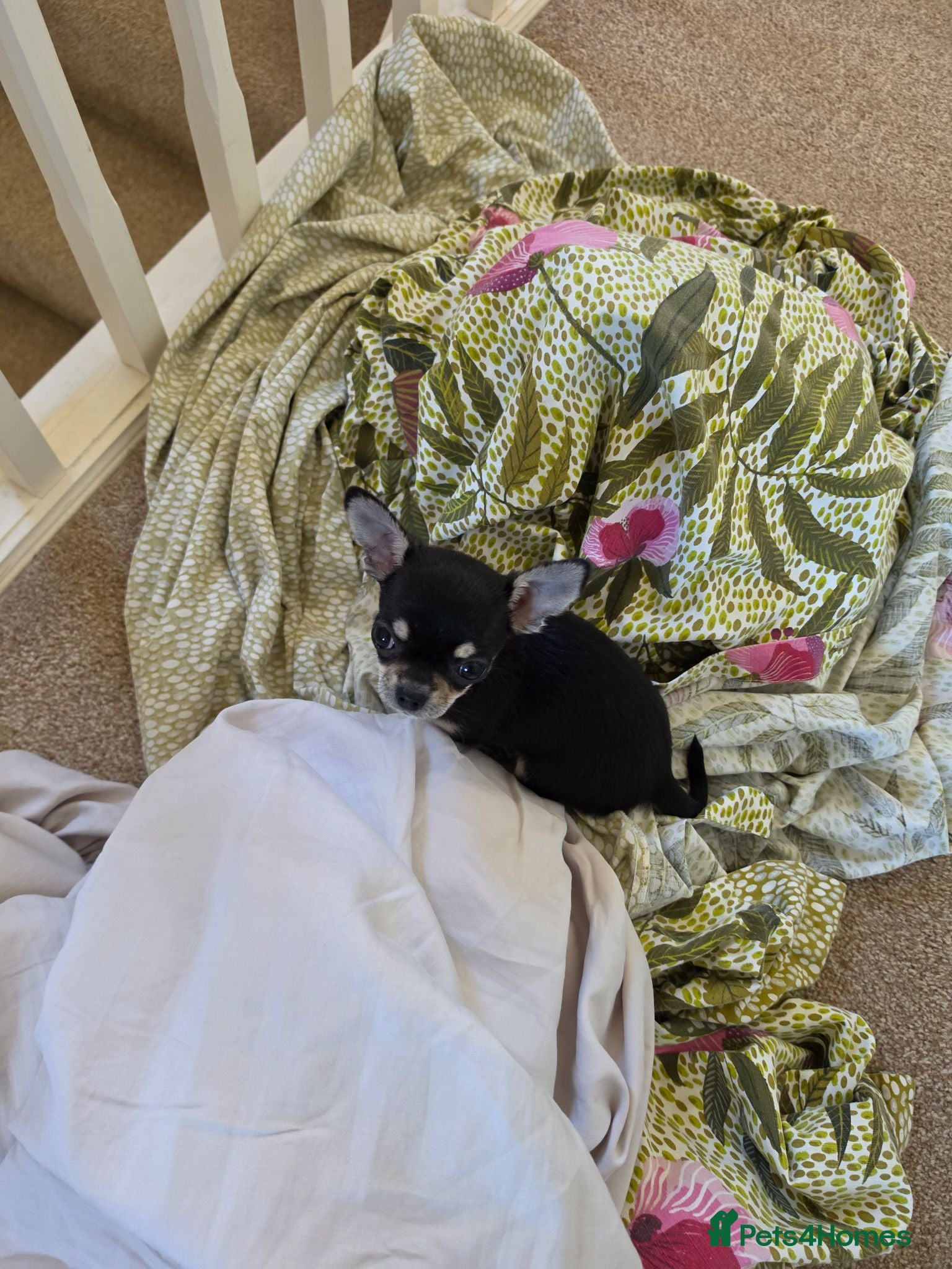 Chihuahua dogs  Beautiful tricoloured puppy - Advert 6