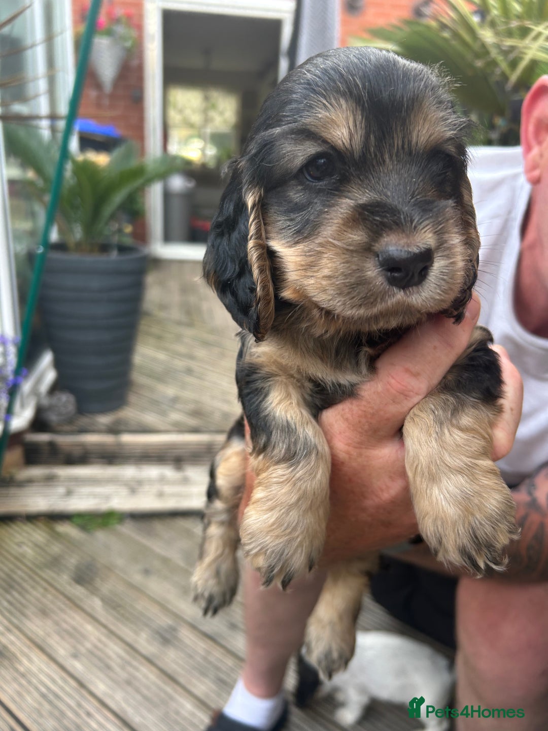 Cocker Spaniel dogs for sale: Cocker spaniel puppies - Image 5