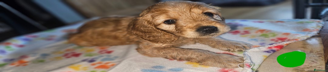 Cockapoo Puppy 1