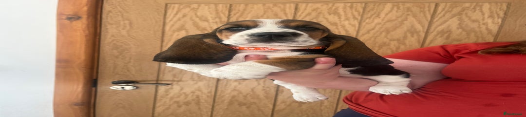 Basset Hound Puppy 3
